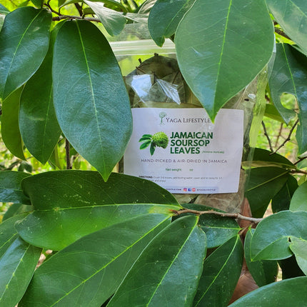 Jamaican Soursop Leaves (Hand-picked, Air-dried whole leaves)
