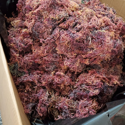Full Spectrum Sea Moss (Non-rinsed with Sea Debris)
