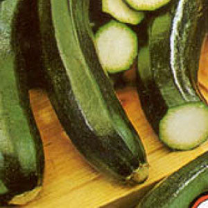 SQUASH Seeds, Black Beauty