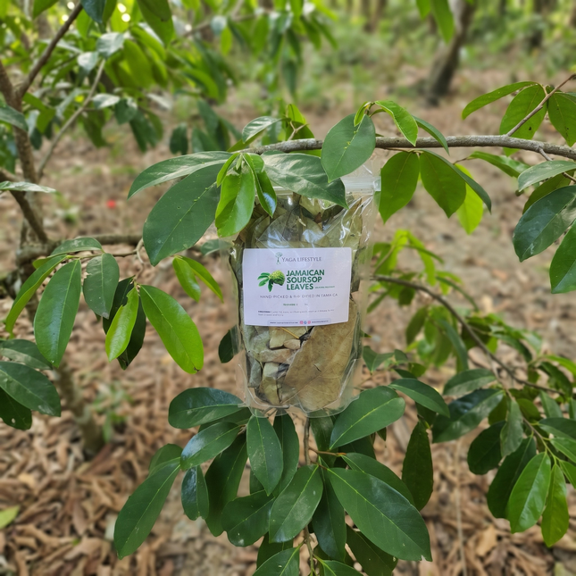 Jamaican Soursop Leaves (Hand-picked, Air-dried whole leaves)