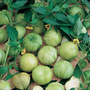 TOMATO Seeds, Tomatillo Verde