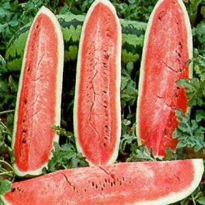 WATERMELON Seeds, Jubilee