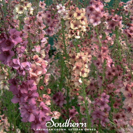 Verbascum Mullein Mix – 100 Seeds