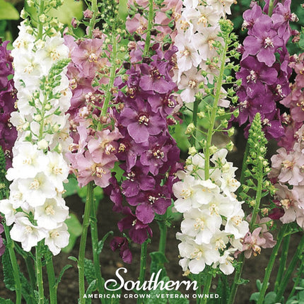 Verbascum Mullein Mix – 100 Seeds